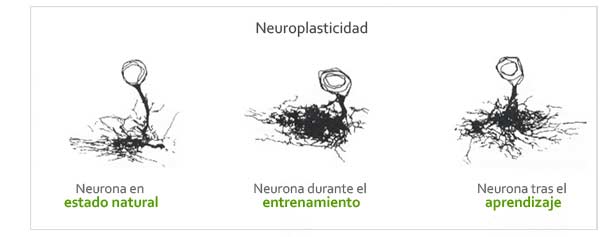 http://www.sentidosparaelalma.com/images/Lecturas/neuro2.jpg