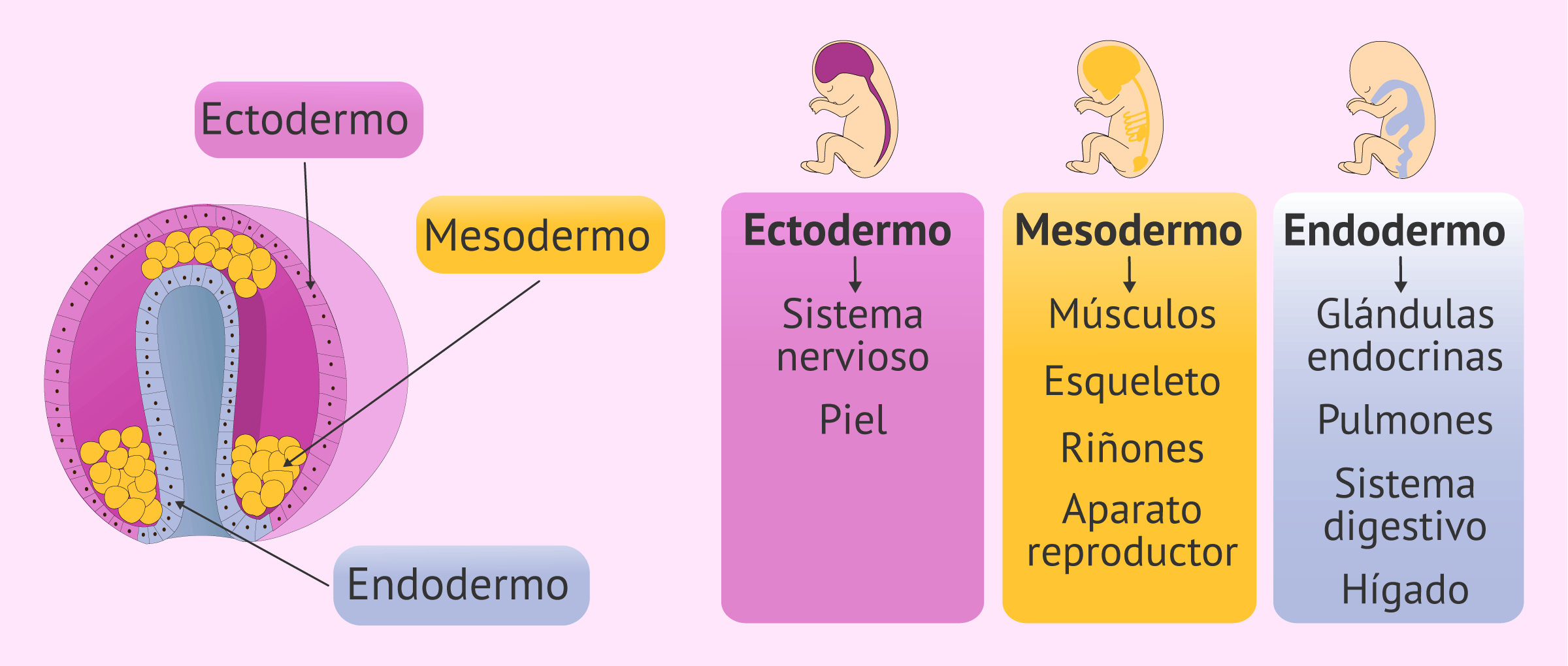 endodermo capas