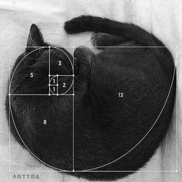 gato1