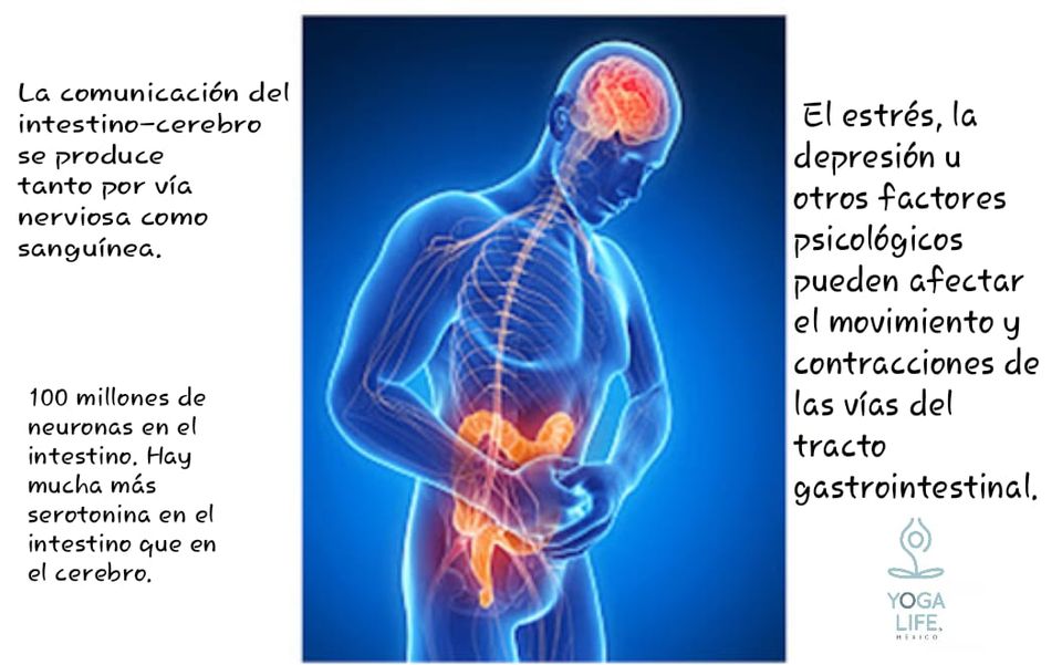 intestino