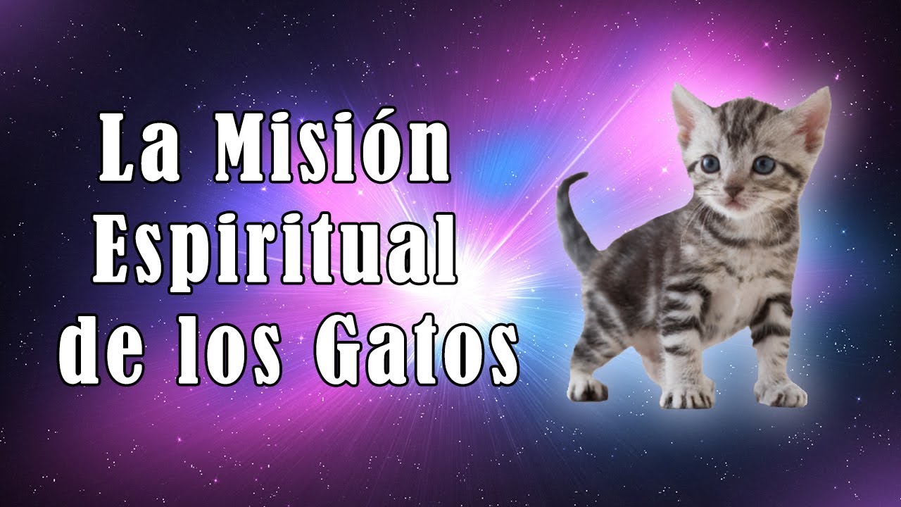 gato