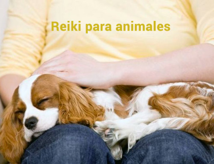 reiki animales