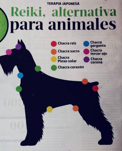 reiki perro